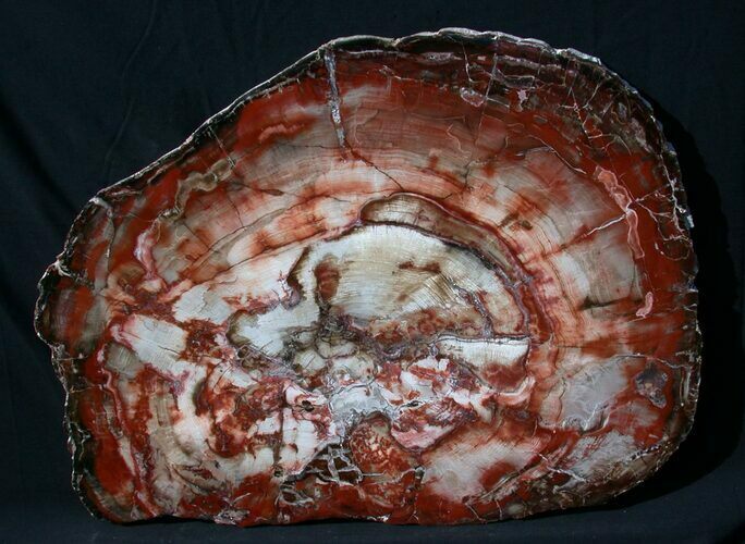 Brilliant Red Petrified Wood Tabletop - x #36129